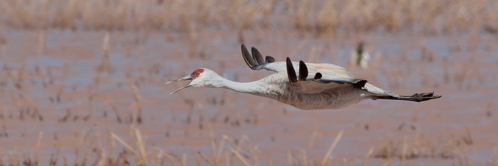 Canadese Kraanvogel